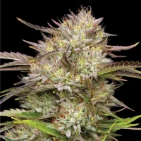 Humboldt Seed Company - California Haze - feminisiert