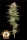 Humboldt Seed Company - California Haze - feminisiert