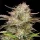 Humboldt Seed Company - California Haze - feminisiert