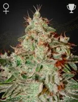 Green House Seed Co. - Lemon Skunk - 3 Stk feminisiert
