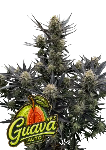 420 Fast Buds - Guava Auto RF3