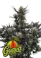 420 Fast Buds - Guava Auto RF3