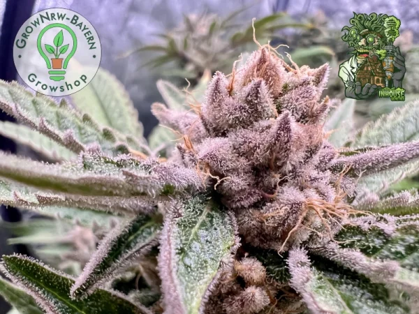 In House Genetics - Black Cherry Punch - 3 Stk feminisiert