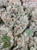 In House Genetics - Black Cherry Punch - 3 Stk feminisiert