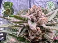 In House Genetics - Black Cherry Punch - 3 Stk feminisiert