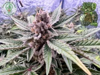 In House Genetics - Black Cherry Punch - 3 Stk feminisiert