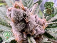 In House Genetics - Black Cherry Punch - 3 Stk feminisiert