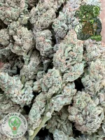 In House Genetics - Black Cherry Punch - 3 Stk feminisiert