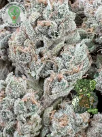In House Genetics - Black Cherry Punch - 3 Stk feminisiert