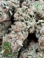 In House Genetics - Black Cherry Punch - 3 Stk feminisiert