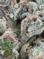 In House Genetics - Black Cherry Punch - 3 Stk feminisiert