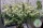 In House Genetics - Black Cherry Punch - 3 Stk feminisiert