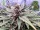 In House Genetics - Black Cherry Punch - 3 Stk feminisiert