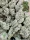 In House Genetics - Black Cherry Punch - 3 Stk feminisiert