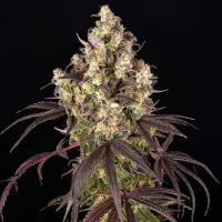Barneys Farm - Candy Pack - 5 Stk feminisiert