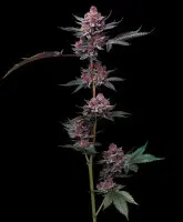 Barneys Farm - Candy Pack - 5 Stk feminisiert