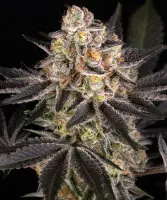 Barneys Farm - Candy Pack - 5 Stk feminisiert