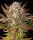 Barneys Farm - Candy Pack - 5 Stk feminisiert