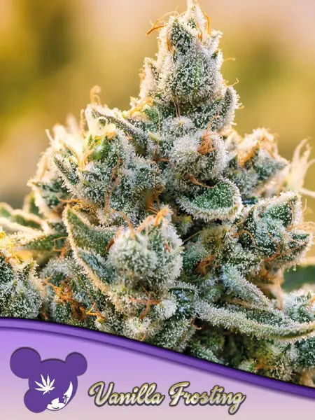 Anesia Seeds Vanilla Frosting - 3 Stk feminisiert