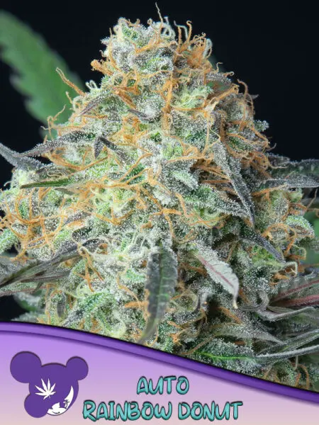 Anesia Seeds Rainbow Donut Auto - 3 Stk fem.