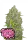 420 Fast Buds - Original Bubblegum Auto - 3 Stk feminisiert