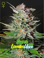 Green House Seed Co. - Super Lemon Haze Auto - 3 Stk...
