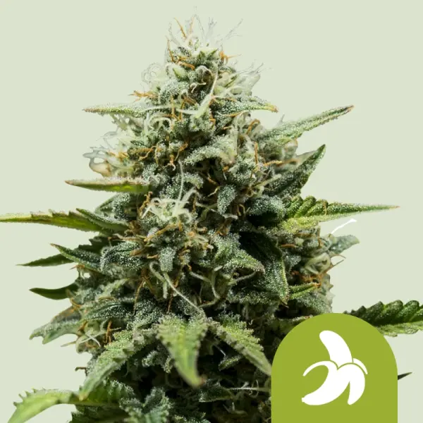 Royal Queen Seeds - Fat Banana Auto - 3 Stk feminisiert
