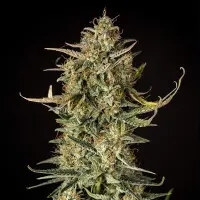 Royal Queen Seeds - Fat Banana Auto - 3 Stk feminisiert