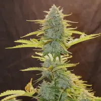 Royal Queen Seeds - Fat Banana Auto - 3 Stk feminisiert