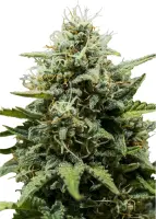 Royal Queen Seeds - Fat Banana Auto - 3 Stk feminisiert