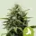 Royal Queen Seeds - Fat Banana Auto - 3 Stk feminisiert