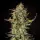 Royal Queen Seeds - Fat Banana Auto - 3 Stk feminisiert