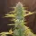 Royal Queen Seeds - Fat Banana Auto - 3 Stk feminisiert
