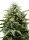Royal Queen Seeds - Fat Banana Auto - 3 Stk feminisiert