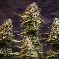 Royal Queen Seeds - Speedy Chile Fast Flowering - 3 Stk feminisiert