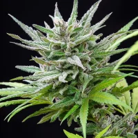 Royal Queen Seeds - Speedy Chile Fast Flowering - 3 Stk feminisiert