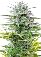 Royal Queen Seeds - Speedy Chile Fast Flowering - 3 Stk feminisiert