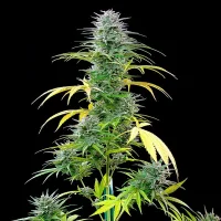 Royal Queen Seeds - Speedy Chile Fast Flowering - 3 Stk feminisiert
