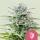 Royal Queen Seeds - Speedy Chile Fast Flowering - 3 Stk feminisiert