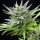 Royal Queen Seeds - Speedy Chile Fast Flowering - 3 Stk feminisiert
