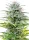 Royal Queen Seeds - Speedy Chile Fast Flowering - 3 Stk feminisiert
