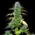 Royal Queen Seeds - Speedy Chile Fast Flowering - 3 Stk feminisiert