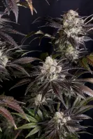420 Fast Buds - Frostbanger Auto™ F4