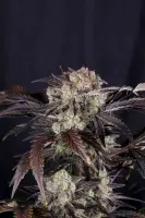 420 Fast Buds - Frostbanger Auto™ F4