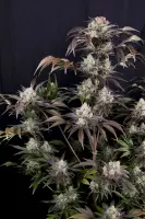 420 Fast Buds - Frostbanger Auto™ F4