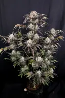 420 Fast Buds - Frostbanger Auto™ F4