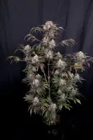 420 Fast Buds - Frostbanger Auto™ F4