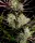 420 Fast Buds - Apple Strudel Auto™ - 1 Stk feminisiert