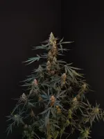 420 Fast Buds - Original Northern Lights Auto - 1 Stk feminisiert