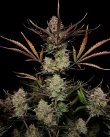 420 Fast Buds - Apple Strudel Auto™